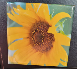 Sunflower Photograph Refrigerator Magnet Scott Likert
