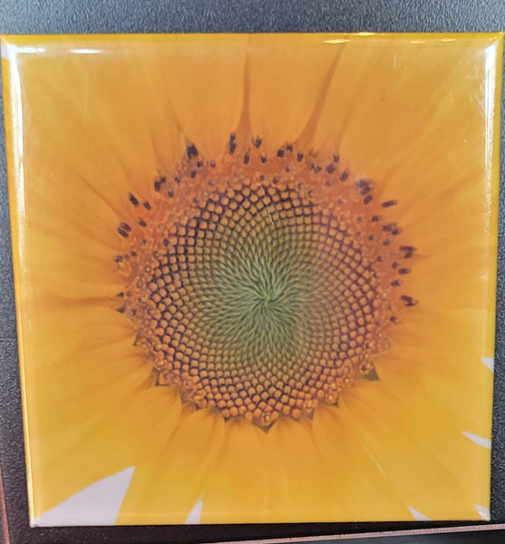 Sunflower Photograph Refrigerator Magnet Scott Likert