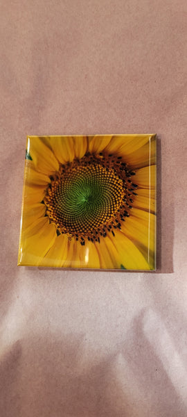 Sunflower Photograph Refrigerator Magnet Scott Likert
